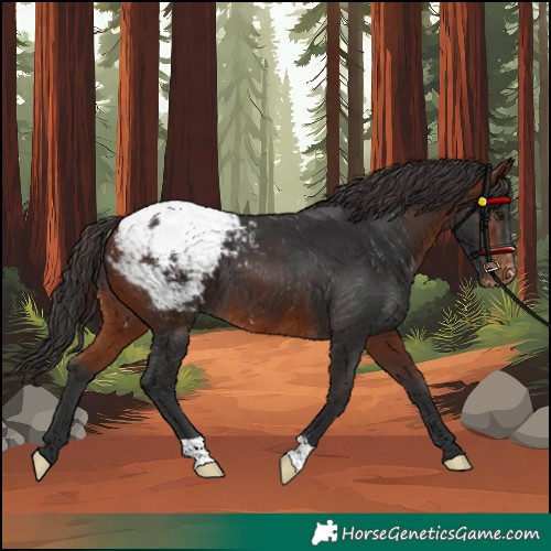 Horse Color:Bay Appaloosa
