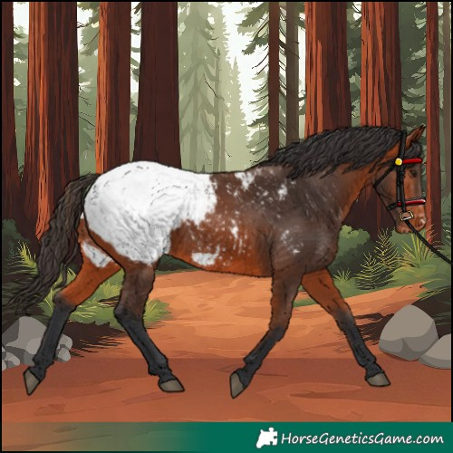 Horse Color:Bay Appaloosa 
