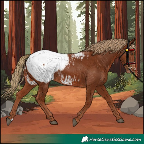 Horse Color:Chestnut Snowcap 