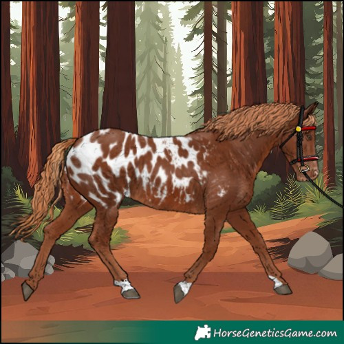 Horse Color:Chestnut Appaloosa 