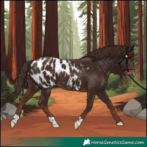 Horse Color:Liver Chestnut Appaloosa