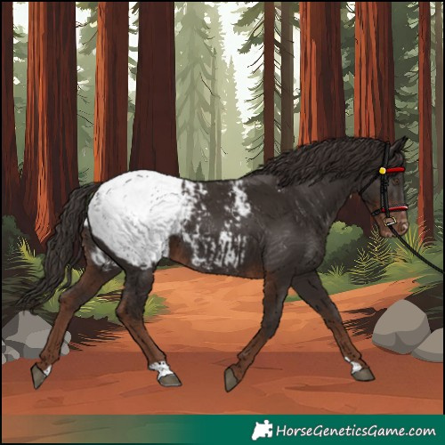 Horse Color:Liver Chestnut Appaloosa 