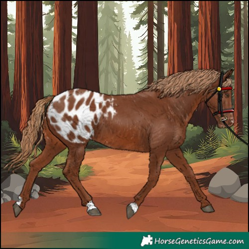 Horse Color:Chestnut Appaloosa 