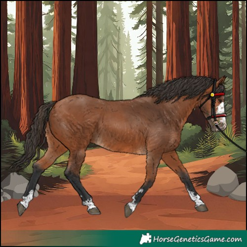 Horse Color:Bay 