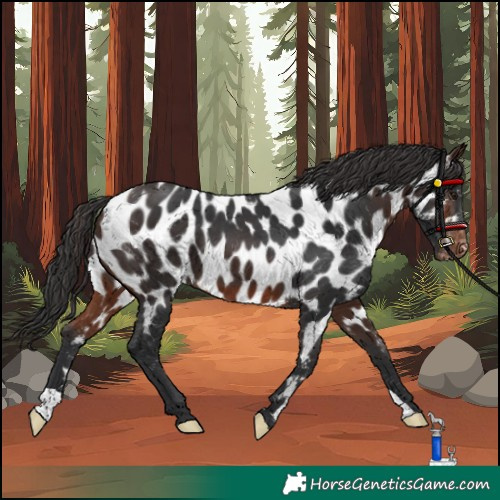 Horse Color:Brown Appaloosa 