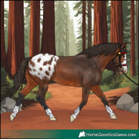 Horse Color:Bay Appaloosa