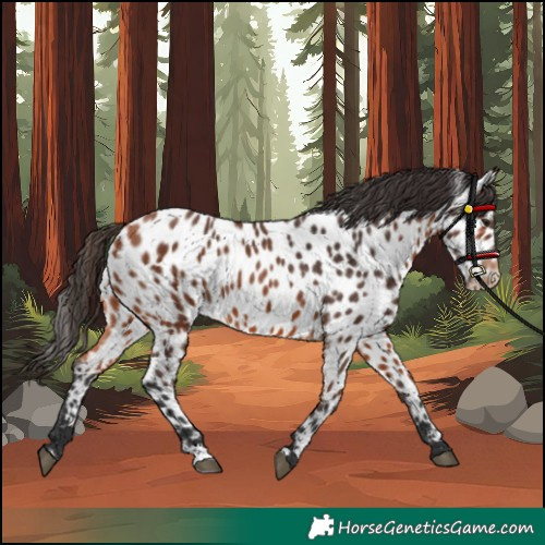 Horse Color:Bay Appaloosa 