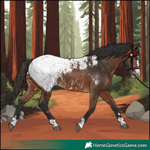Horse Color:Bay Appaloosa 
