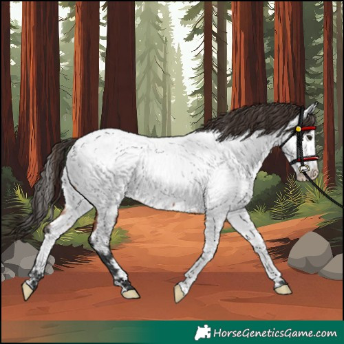 Horse Color:Bay Near Fewspot 