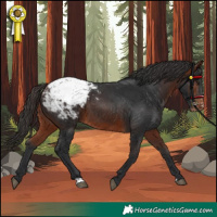 Horse Color:Bay Appaloosa 