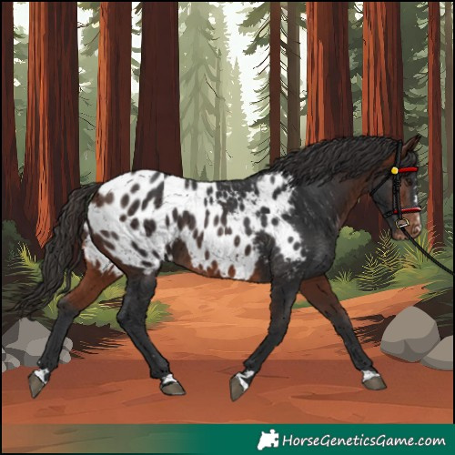 Horse Color:Bay Appaloosa