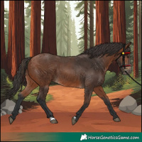 Horse Color:Bay 