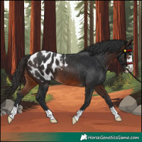 Horse Color:Brown Blanket