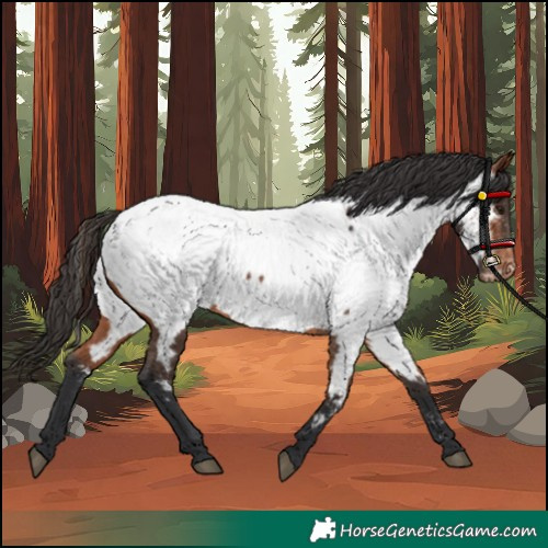 Horse Color:Bay Near Fewspot 