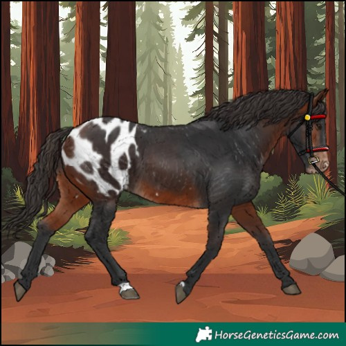 Horse Color:Bay Blanket 