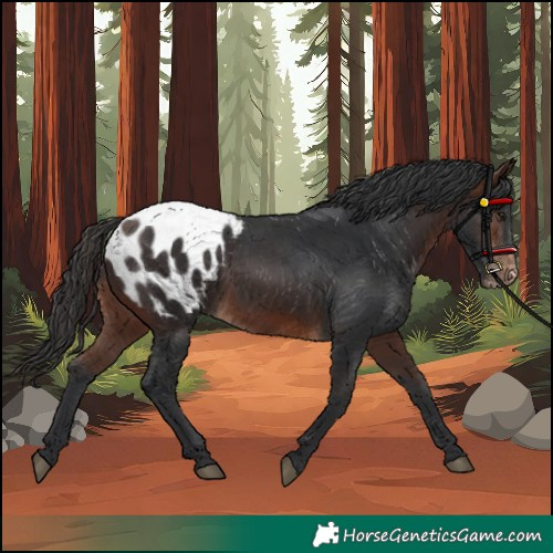 Horse Color:Brown Appaloosa 