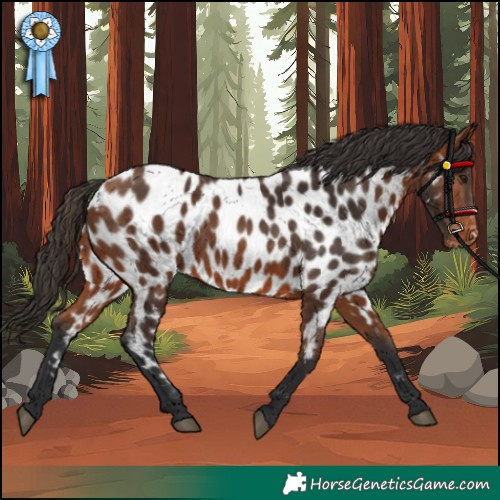 Horse Color:Bay Appaloosa 