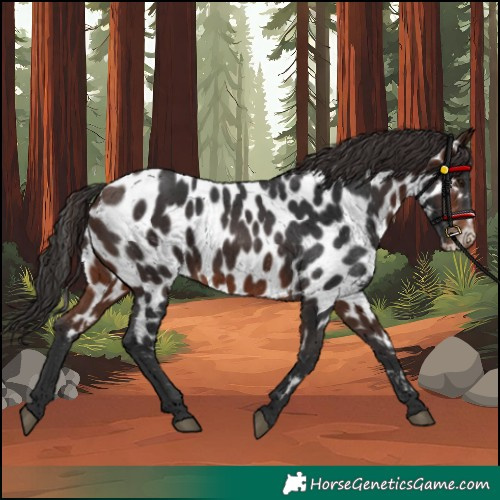 Horse Color:Brown Near Leopard 
