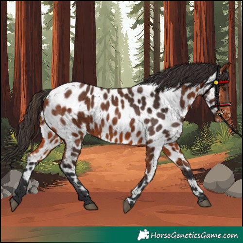 Horse Color:Bay Appaloosa 