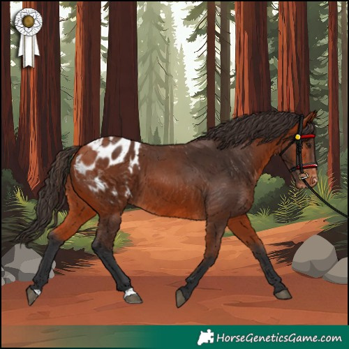 Horse Color:Bay Appaloosa 