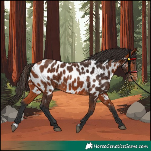 Horse Color:Bay Appaloosa 