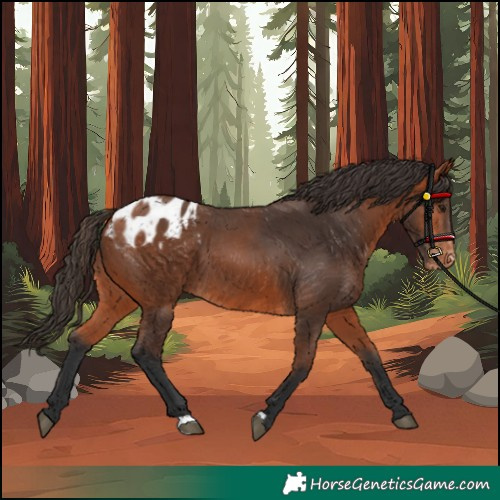 Horse Color:Bay Appaloosa 