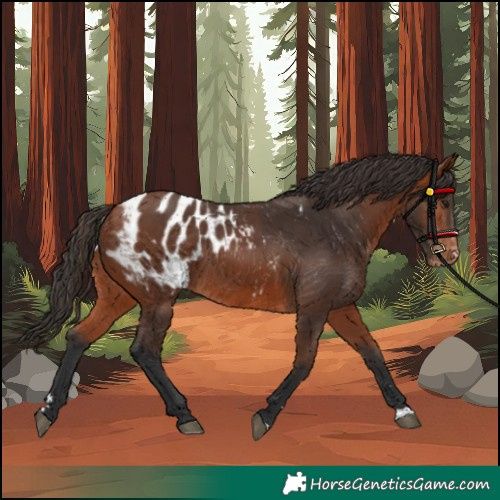 Horse Color:Bay Blanket 
