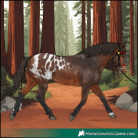 Horse Color:Bay Appaloosa 