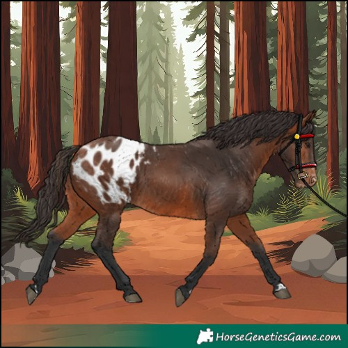 Horse Color:Bay Appaloosa