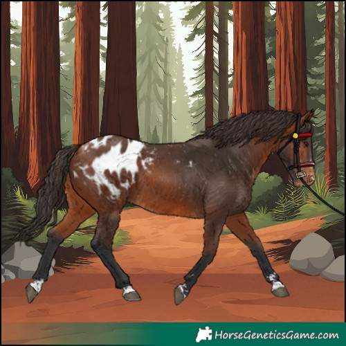 Horse Color:Bay Appaloosa 