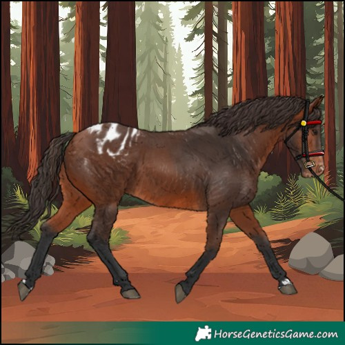 Horse Color:Bay Blanket 