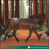 Horse Color:Bay Appaloosa