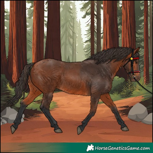 Horse Color:Bay 