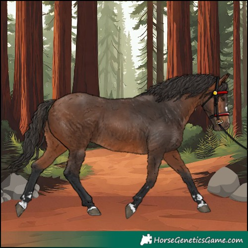 Horse Color:Bay 