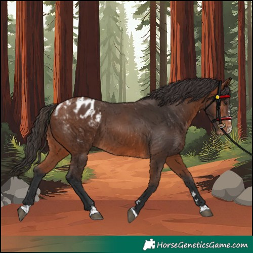 Horse Color:Bay Blanket 