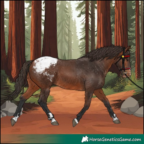 Horse Color:Bay Appaloosa 