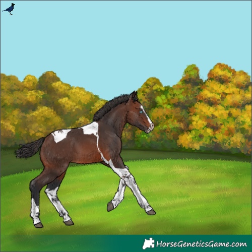 Horse Color:Brown Splash Tobiano