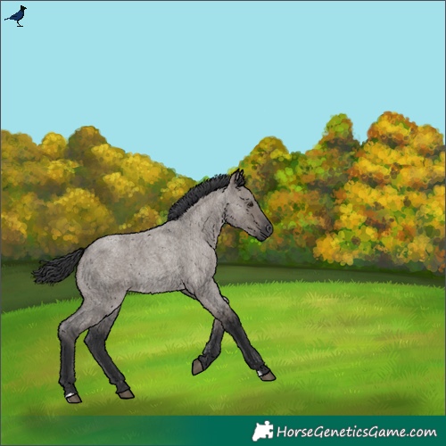 Horse Color:Grullo Roan