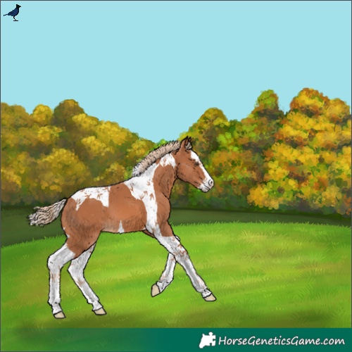 Horse Color:Chestnut Splash Tobiano