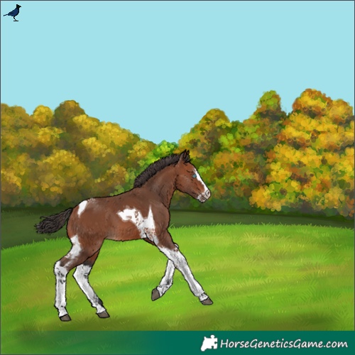 Horse Color:Bay Splash Tobiano 