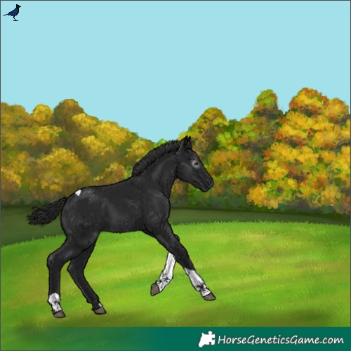 Horse Color:Gray Black Tobiano Rabicano 