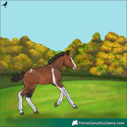 Horse Color:Bay Splash Tobiano 
