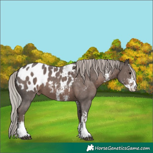 Horse Color:Silver Black Sabino Blanket 
