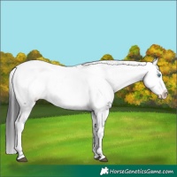 Horse Color:Black Frame 