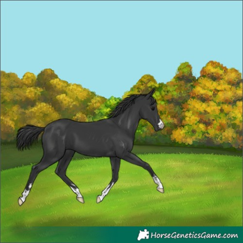 Horse Color:Black 