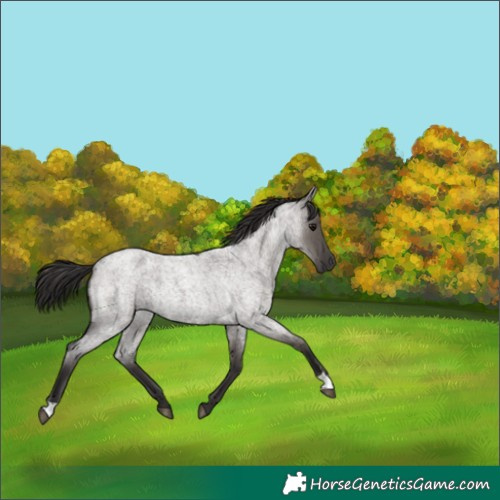 Horse Color:Smoky Grullo Roan 