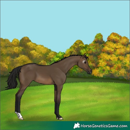 Horse Color:Gray Bay Dun 