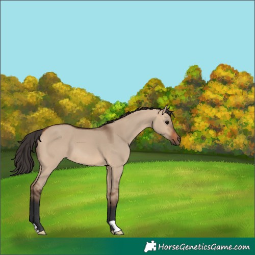 Horse Color:Bay Dun