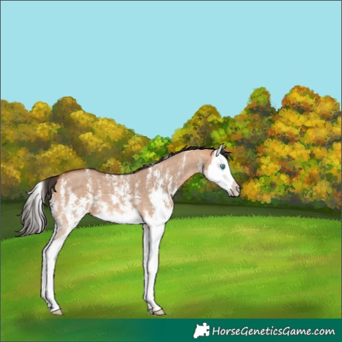 Horse Color:Bay Dun Sabino Splash