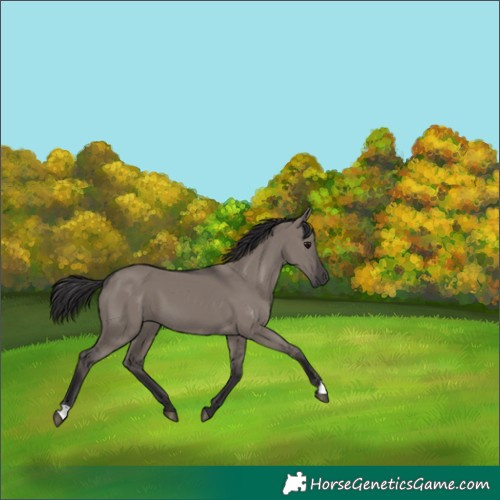 Horse Color:Smoky Grullo